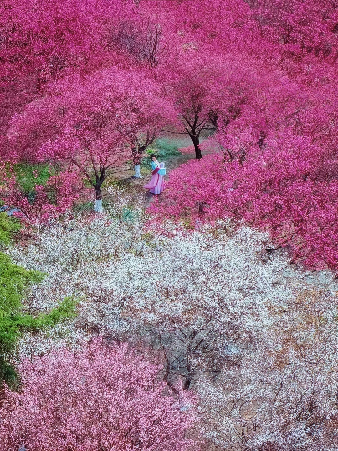 苏州人少超大‼️免费‼️梅花林‼️你确定不来⁉️