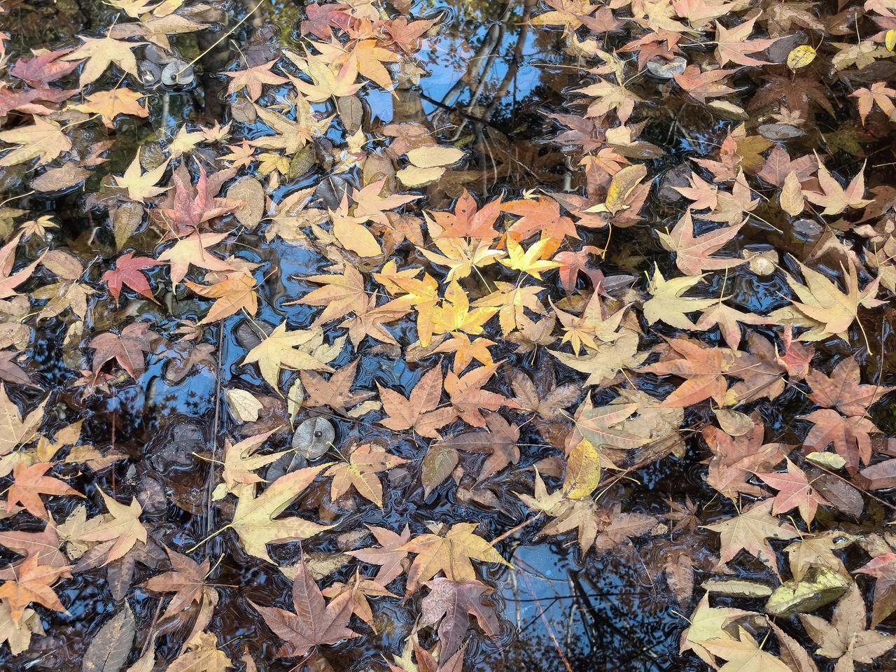 晒图笔记大赛太美啦！浙江湖州潜山山顶，一池落叶，随便一拍都是一张壁纸！图片均为手