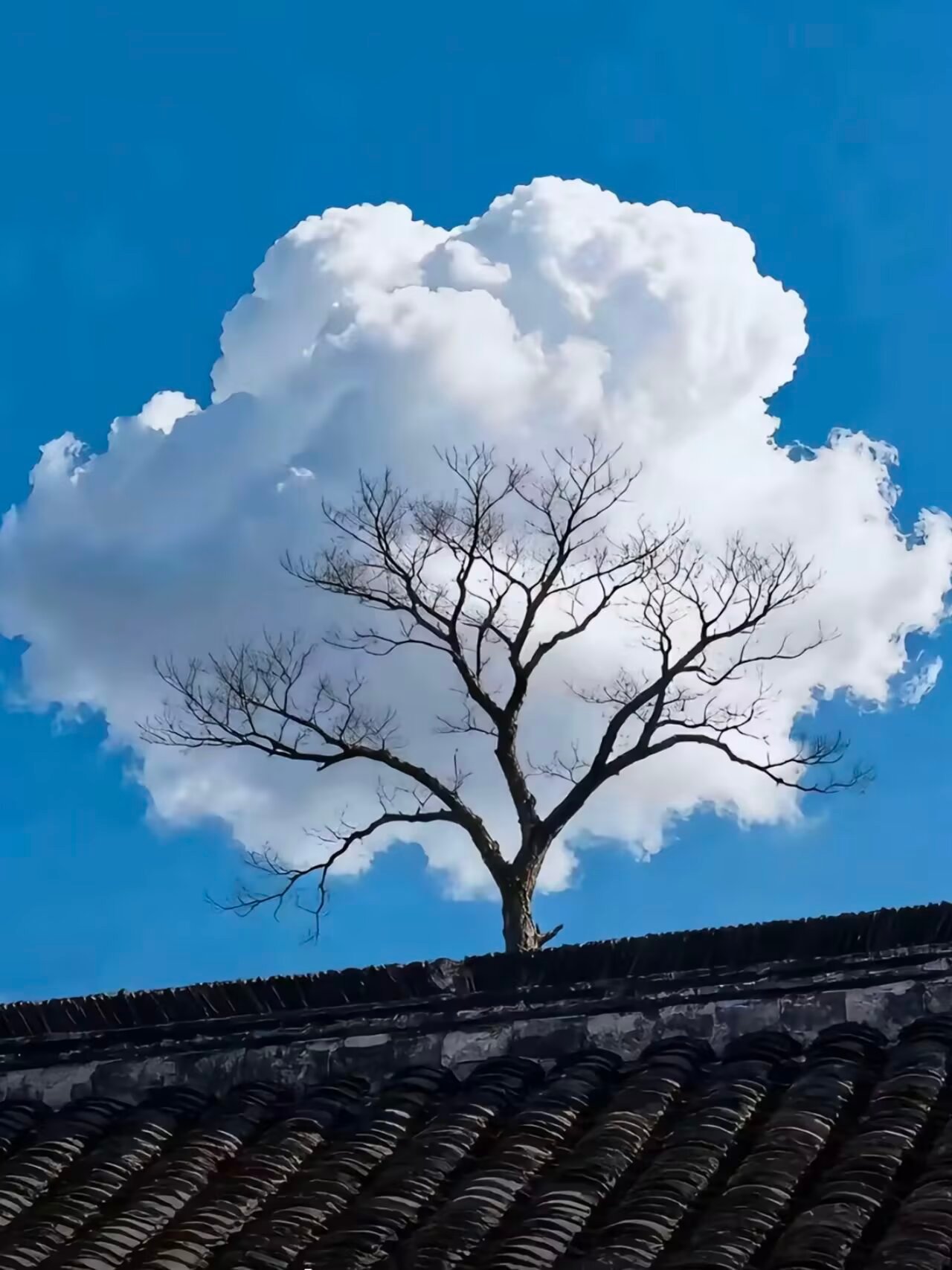 8838🌲☁️ 