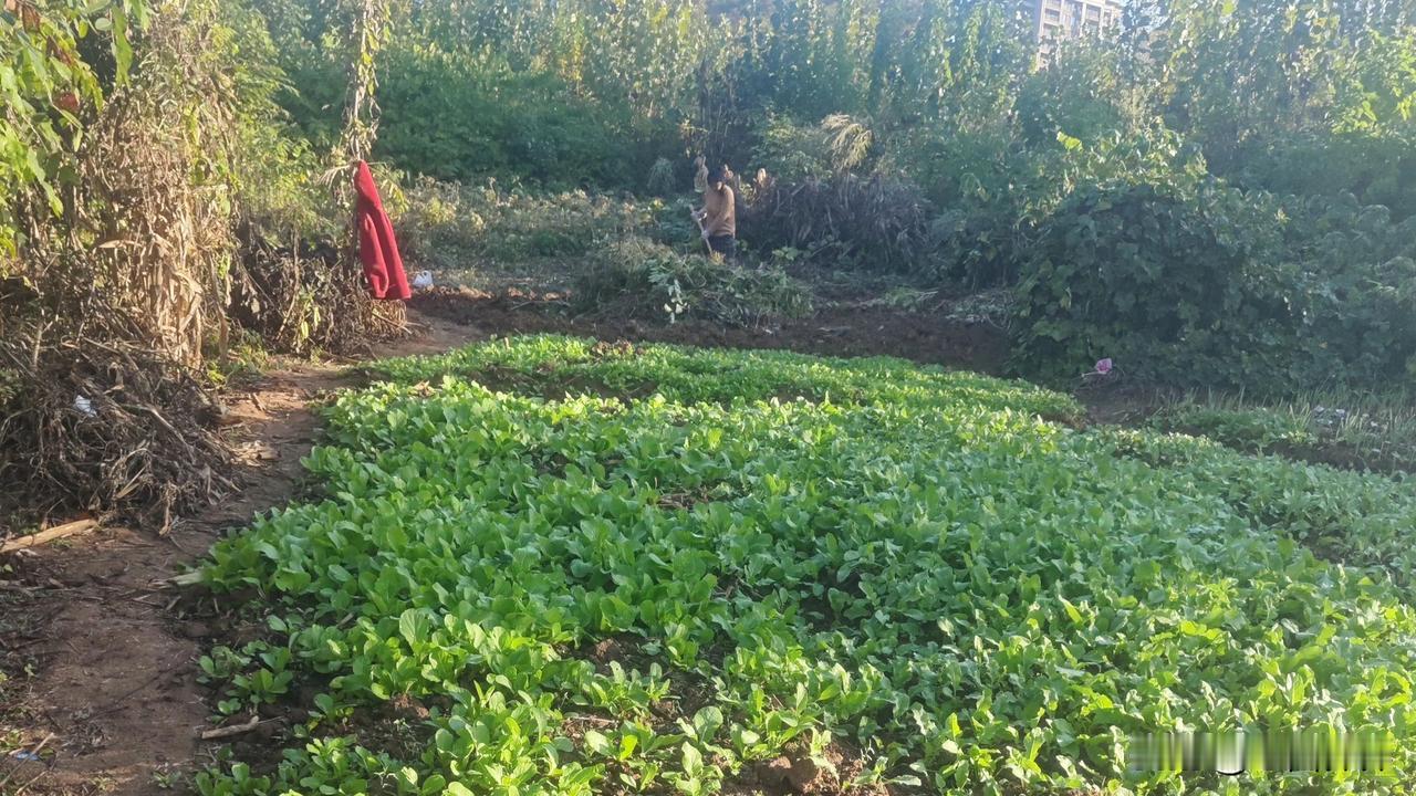 上联:春风杏雨田园茂
下联:夏景梨云果树兴
         (你对下联)

 