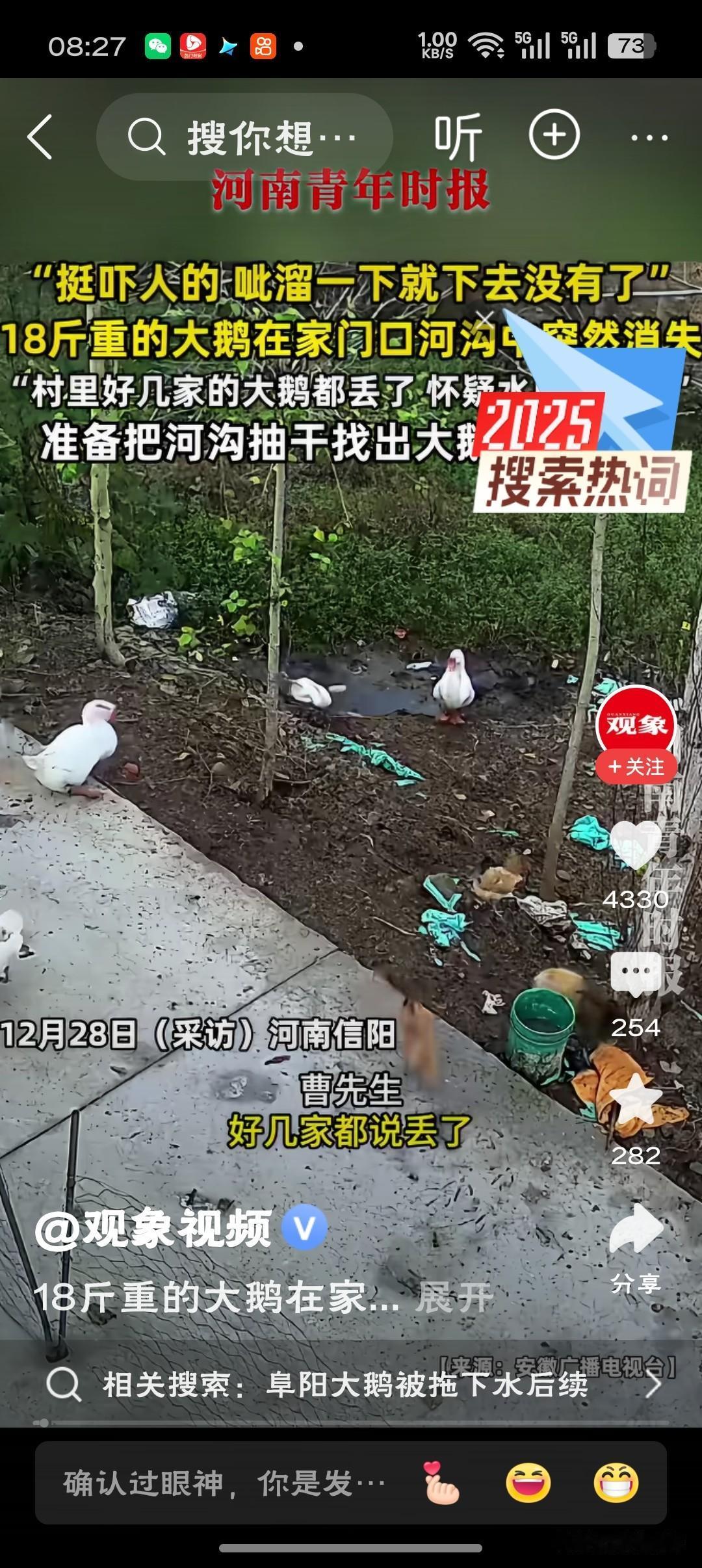 18斤大鹅在家门口河沟突然消失家门口的河沟藏龙卧虎，十八斤的大鹅转眼没了踪影——