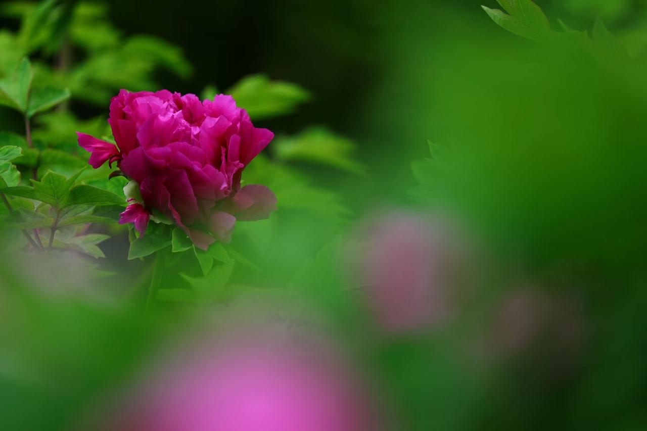 一抹浓艳牡丹红，于绿意间热烈盛放，
雍容大气，自带风骨，
揽一怀春日风华，享岁月