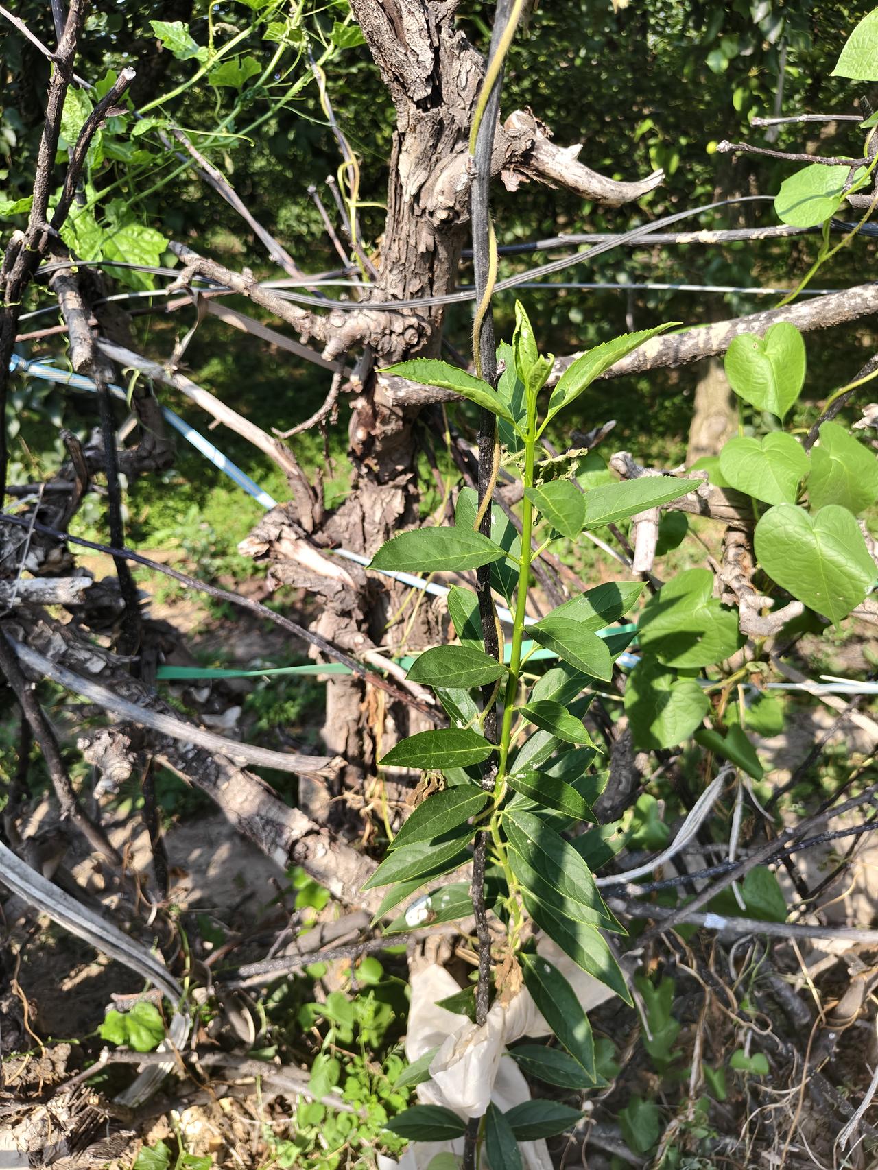 您瞧，在运城市临猗县黄豆景村，这几苗栽在桶里的是蓝莓苗吗？它可是我从网上购买的蓝