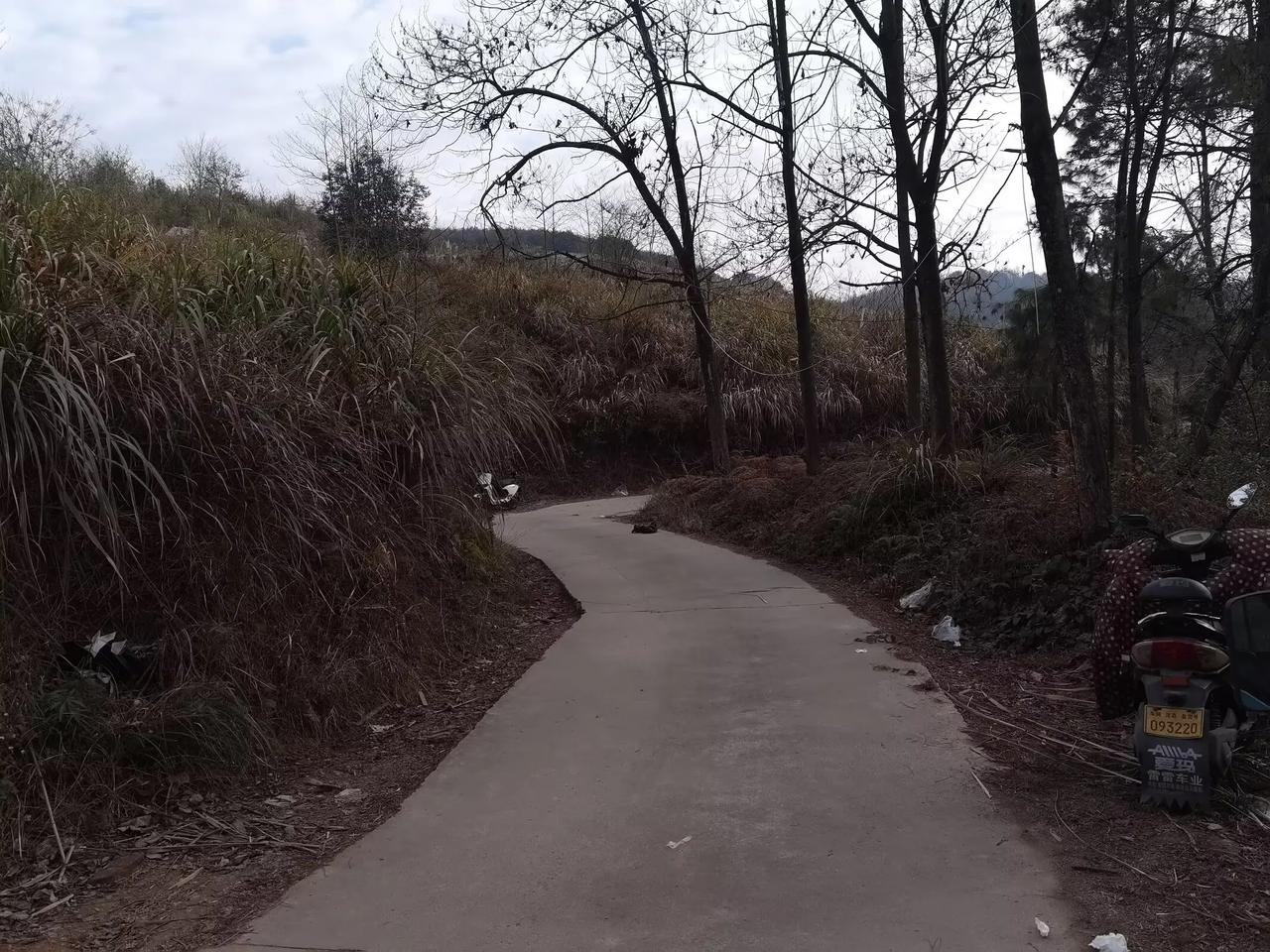 马上冬至到了，上午去上坟，山上茅草长的一人多高，都找不到路，坟头上也长满了草，扫