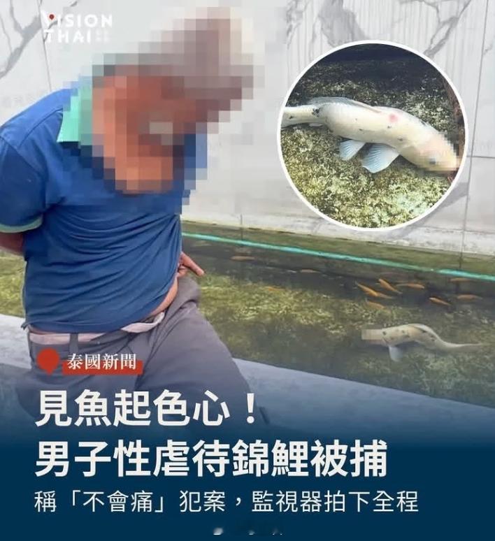 泰国51岁男子因猥亵锦鲤被捕…该男子擅闯一户民宅，跳进池中捕捉了一条锦鲤，并对其
