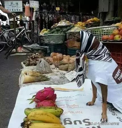 春日里的暖心瞬间总能轻易打动人心，2026年3月13日，一则山羊与狗狗帮主人背笋