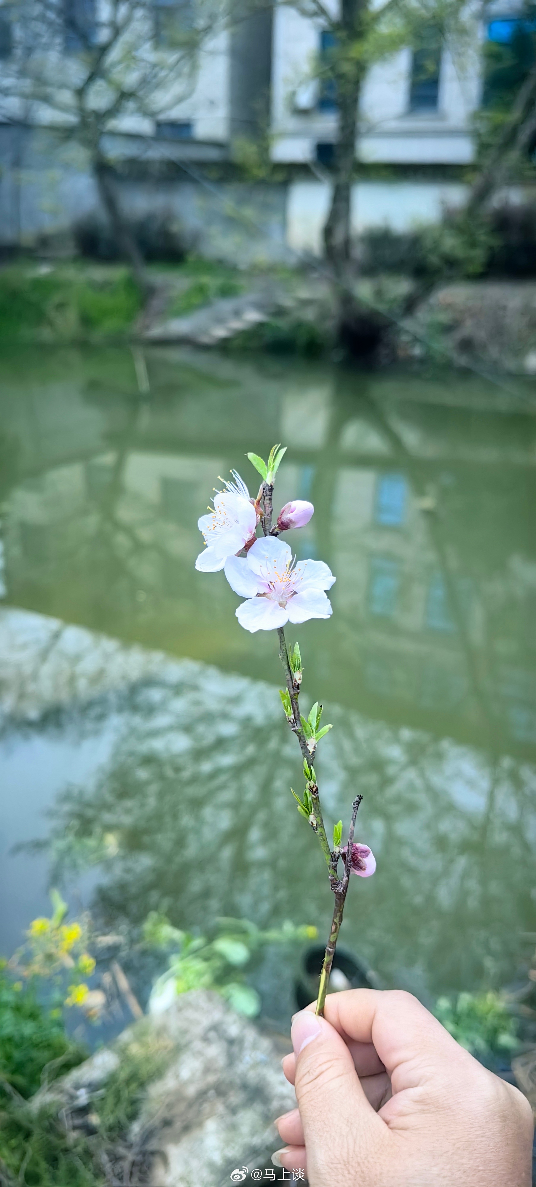 江南的桃花开了，你等的人等到了吗？折花逢驿使，寄与陇头人。江南无所有，聊赠一枝春