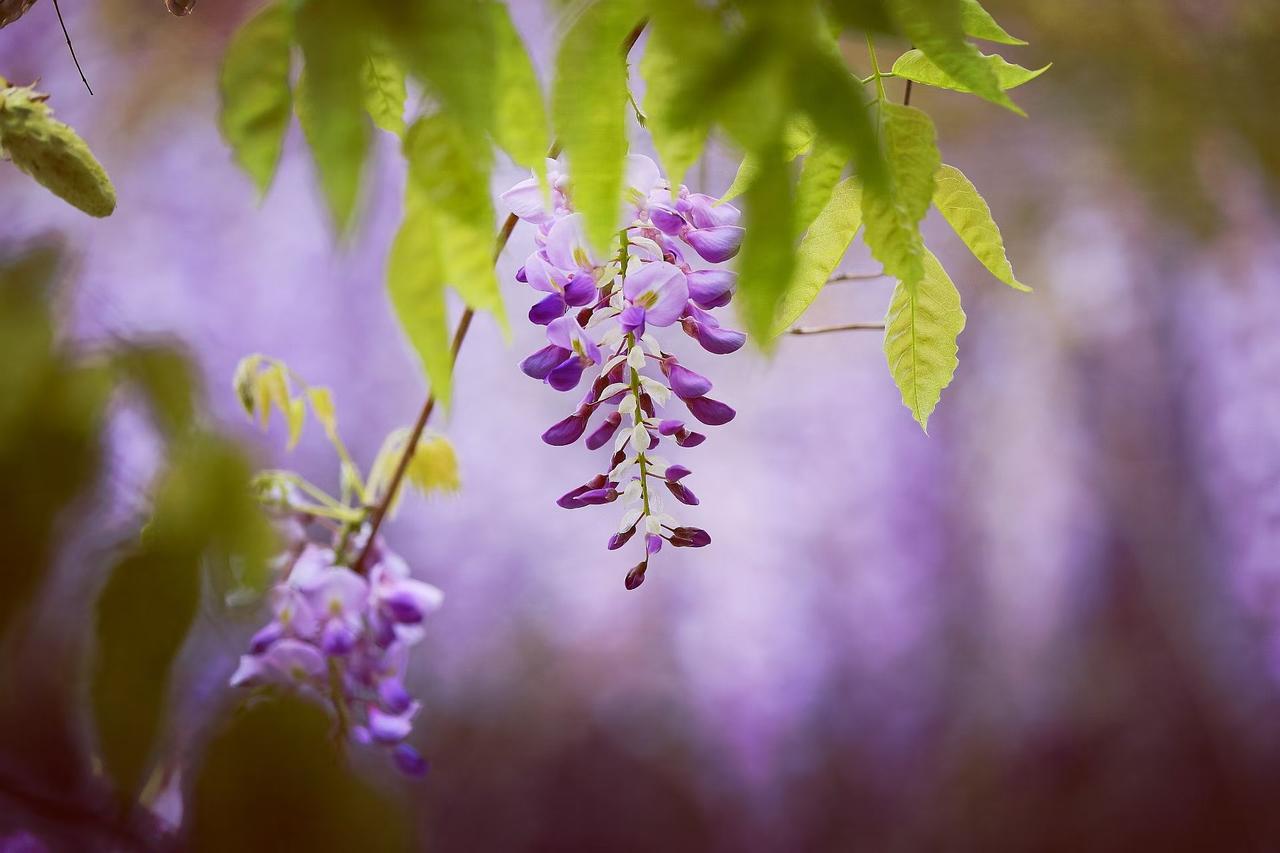 2. 紫藤挂云木，花蔓宜阳春。浅紫的花穗缀满枝头，是春天写给岁月的温柔情书🌸