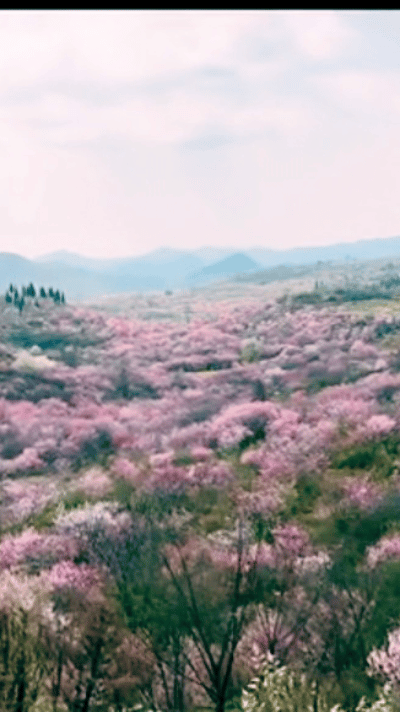 “火到人民日报了！”贵州铜仁，一男子驾车在一处公路边停留，不料，当他转头一看，竟