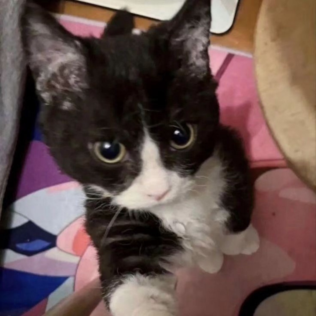 小猫自拍🤳🏻 ​​​