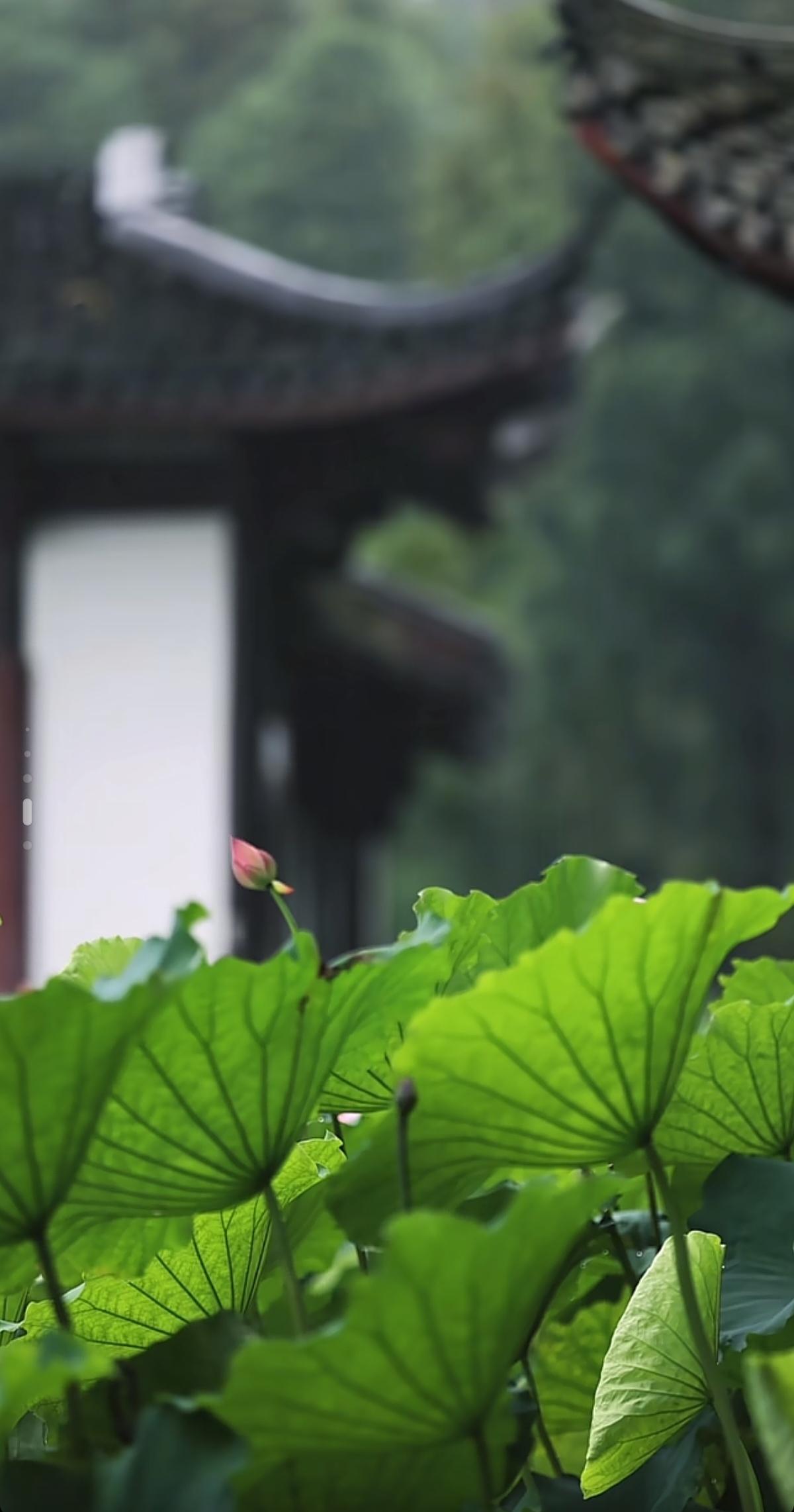 与辉同行主播盼盼春日的一组美照！
汀花细雨，水树风闲。