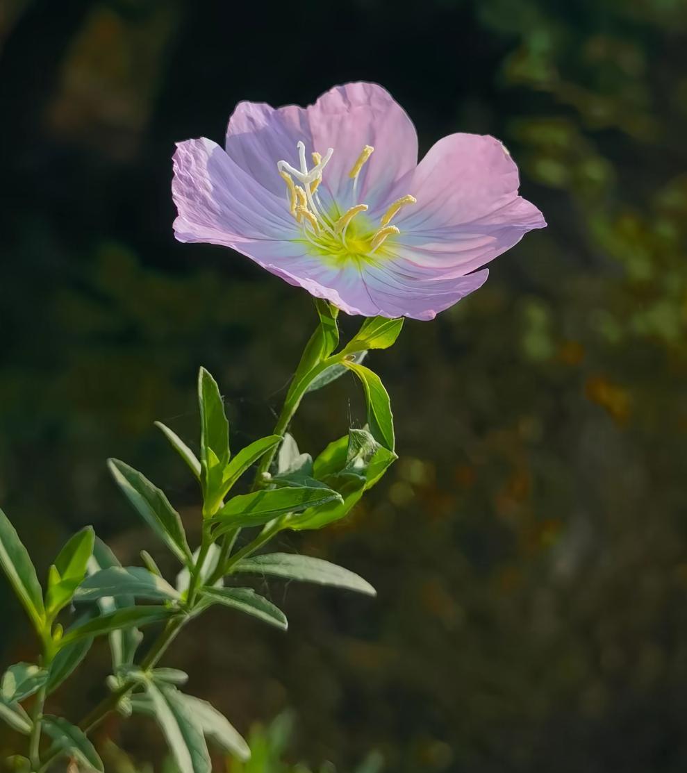洋洋高锐“山茶花、吗”◎其实……香车就己醉了◎再……加上一双纤纤手梦……一下子就
