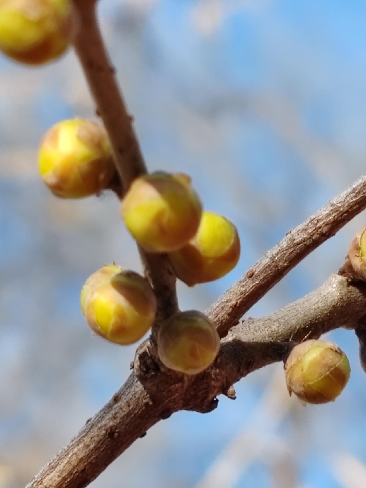 晒图笔记大赛冬月赏梅。