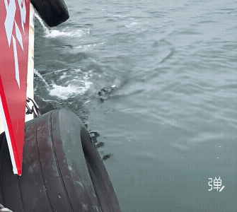 找到了居然还能回来汇报，这海豹真通人性啊![赞]