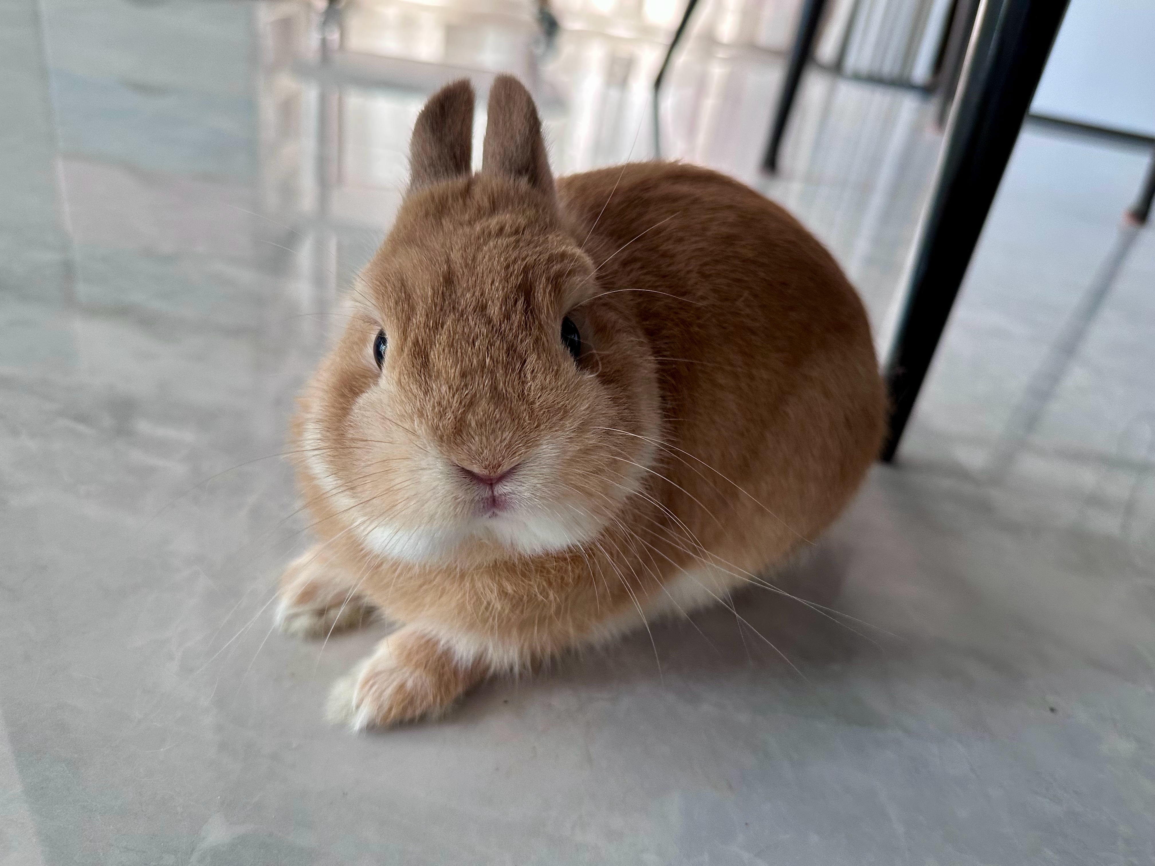 🐽 