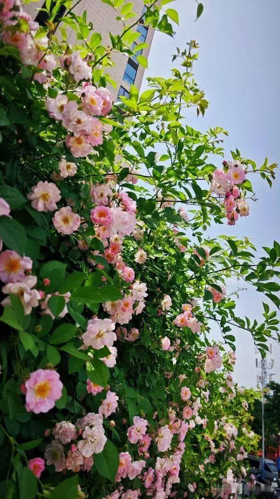 一夕轻雷落万丝，
霁光浮瓦碧参差。
有情芍药含春泪，
无力蔷薇卧晓枝。