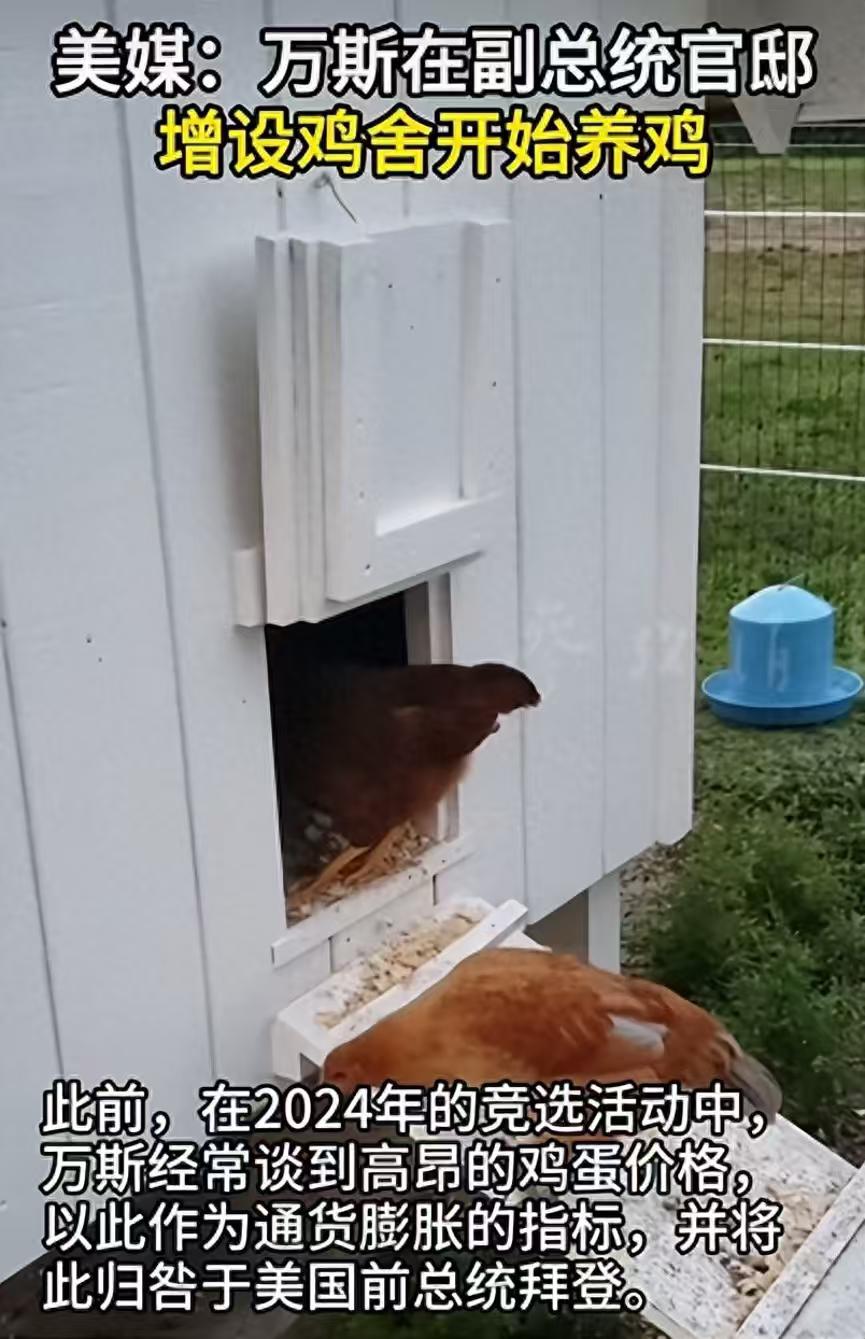 万斯居然在官邸养了十几只鸡，还专门安排了与住宅风格相似的鸡舍。这应该不是爱好，而