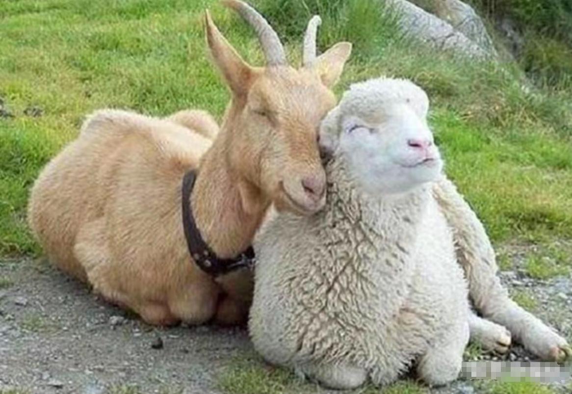 颠覆认知！内蒙古遍地好羊，羊汤却没半点名气？真相藏在多数人都搞错的“羊肉”里。很