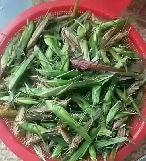 谁懂啊！小时候追着跑的这个小玩意儿，居然还有这么多奇奇怪怪的叫法！
 
小时候在