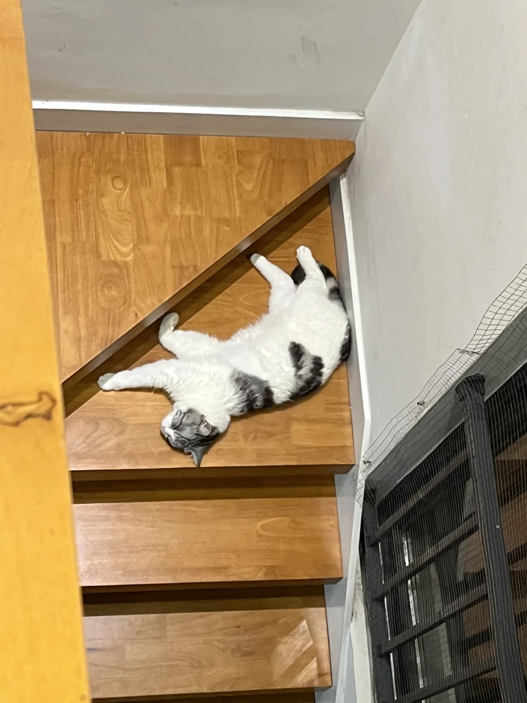 坠喜欢睡在楼梯转角啦！！承上启下的位置