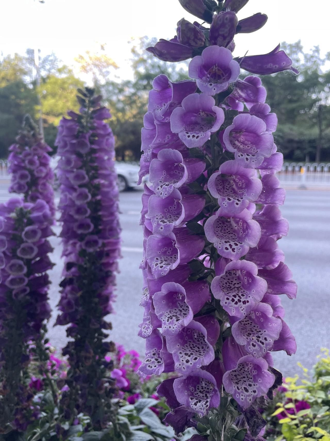 紫色的花海，浪漫满溢，快来打卡吧！🌸💜