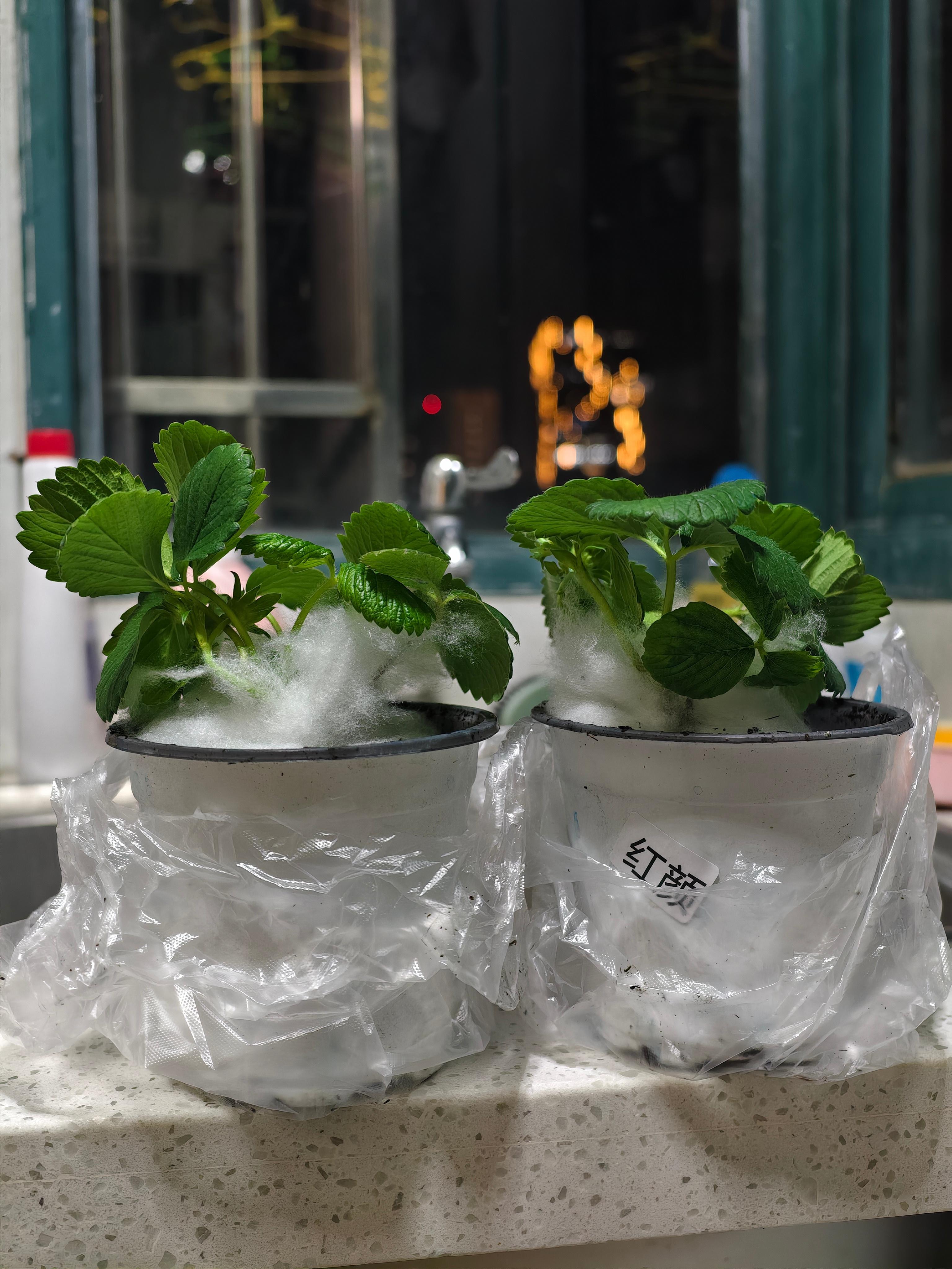 它值得拥有更辽阔的土地去生长放阳台上养了两周，快歇菜了赶紧带去老爸的农地里急救，