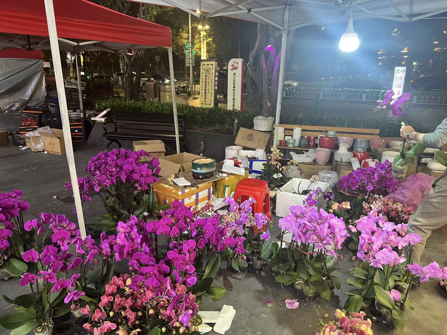 这个春天，佛山“蝴蝶兰之都”香满世界！一枝花畅销全球，有花农出口额翻番