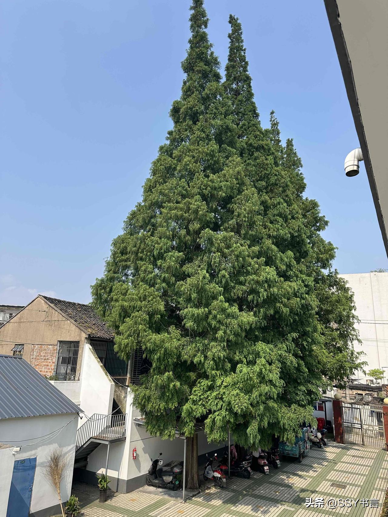 绿意盎然的庭院，静谧的午后时光。🌳🏡