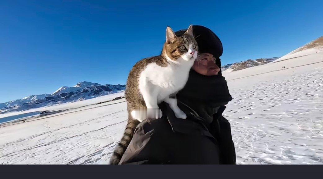 悟空小猫 他一定很内疚，要是不去那个博物馆就好了，要是带着悟空一起去就好了，要是