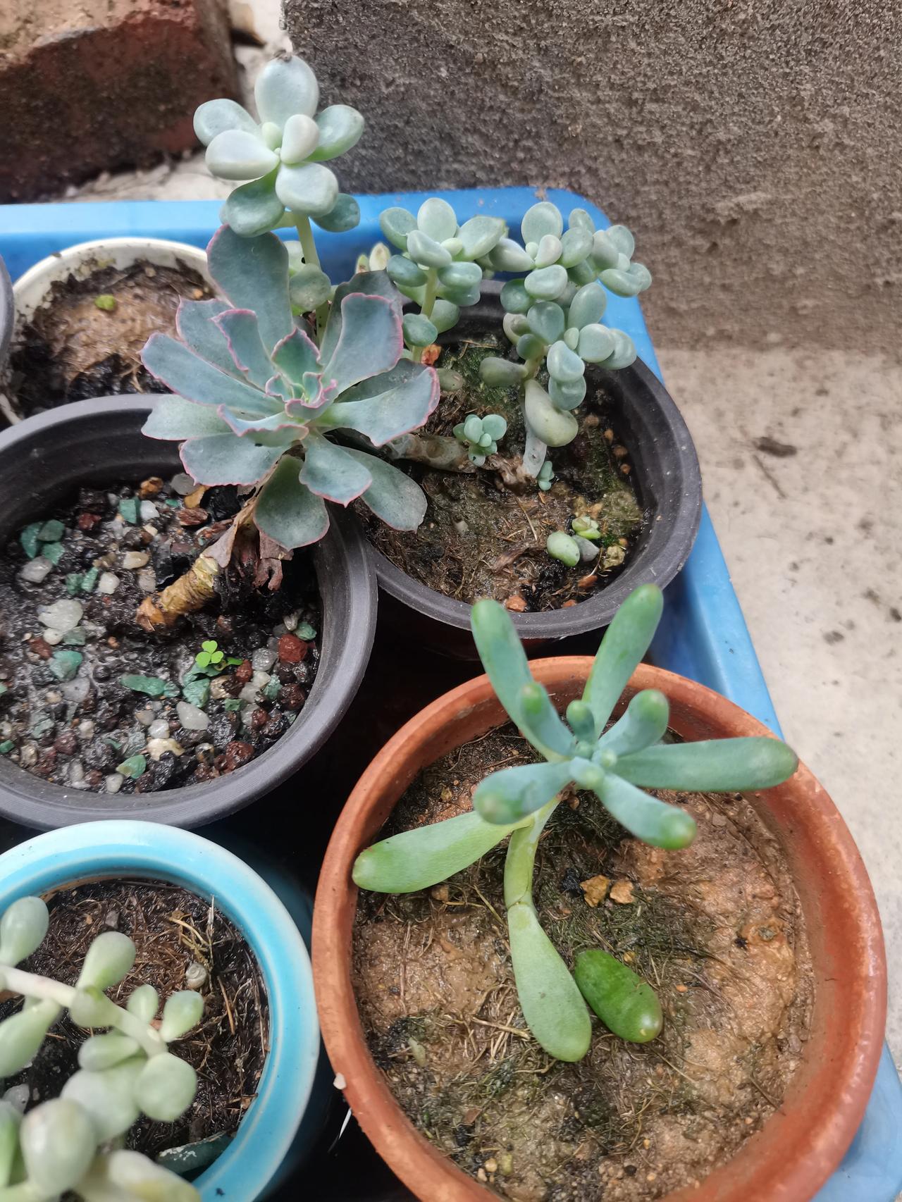 前两年种的多肉植物，不管不顾，长成了这样，现在连什么品种都不知道，现在准备管理起