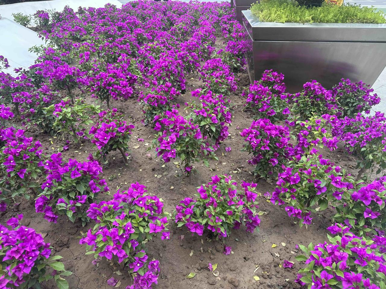 四月的西安，20度以上25度以下的气温，不热不冷，走到街上就是有风，也感觉不到冷