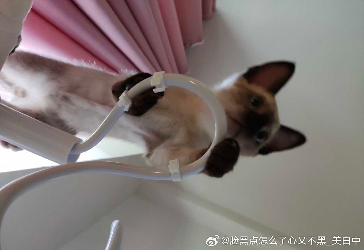 3933只黑脸再见了妈妈今晚我就要远航 