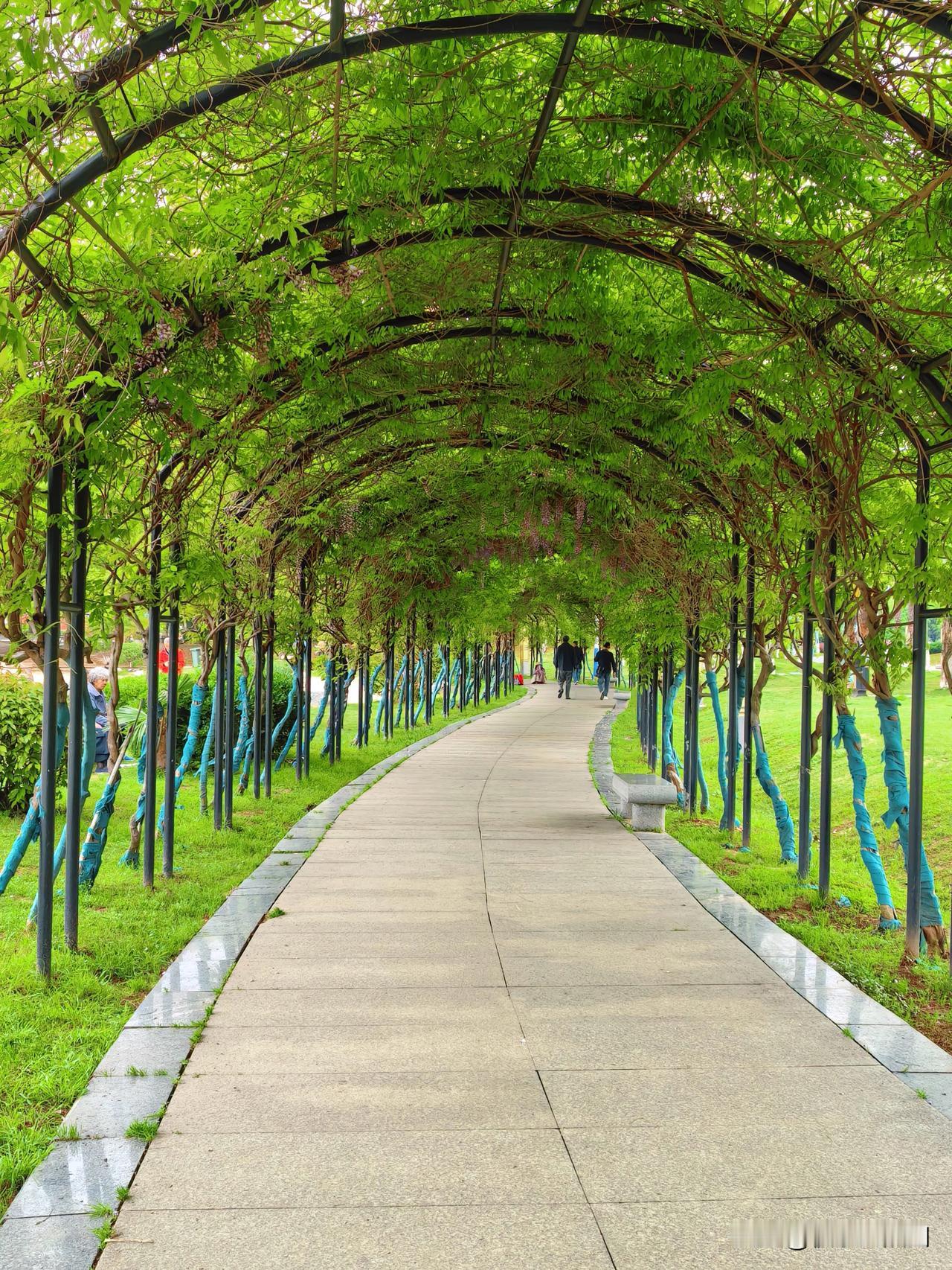 春日游市民公园～
下午带着布丁来到市民公园。在沙滩旁，被紫藤花廊狠狠治愈了，紫的