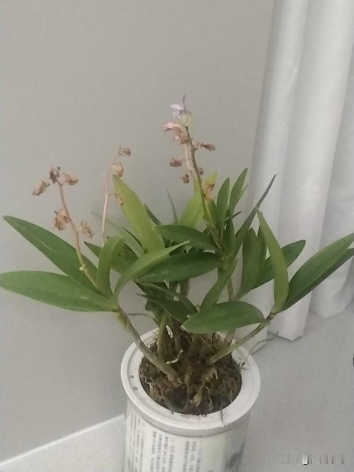 翠叶凝霜立小盆，
残英犹抱旧香痕。
风来细蕊轻摇影，
不与群芳争暖春。