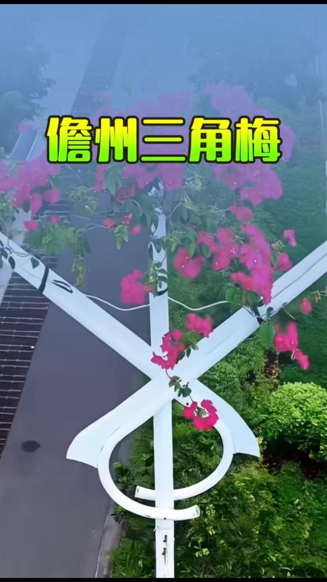 🌿在海南儋州，有一株三角梅堪称植物界孤勇者。它从空心路灯杆里破土而出，在漆黑逼