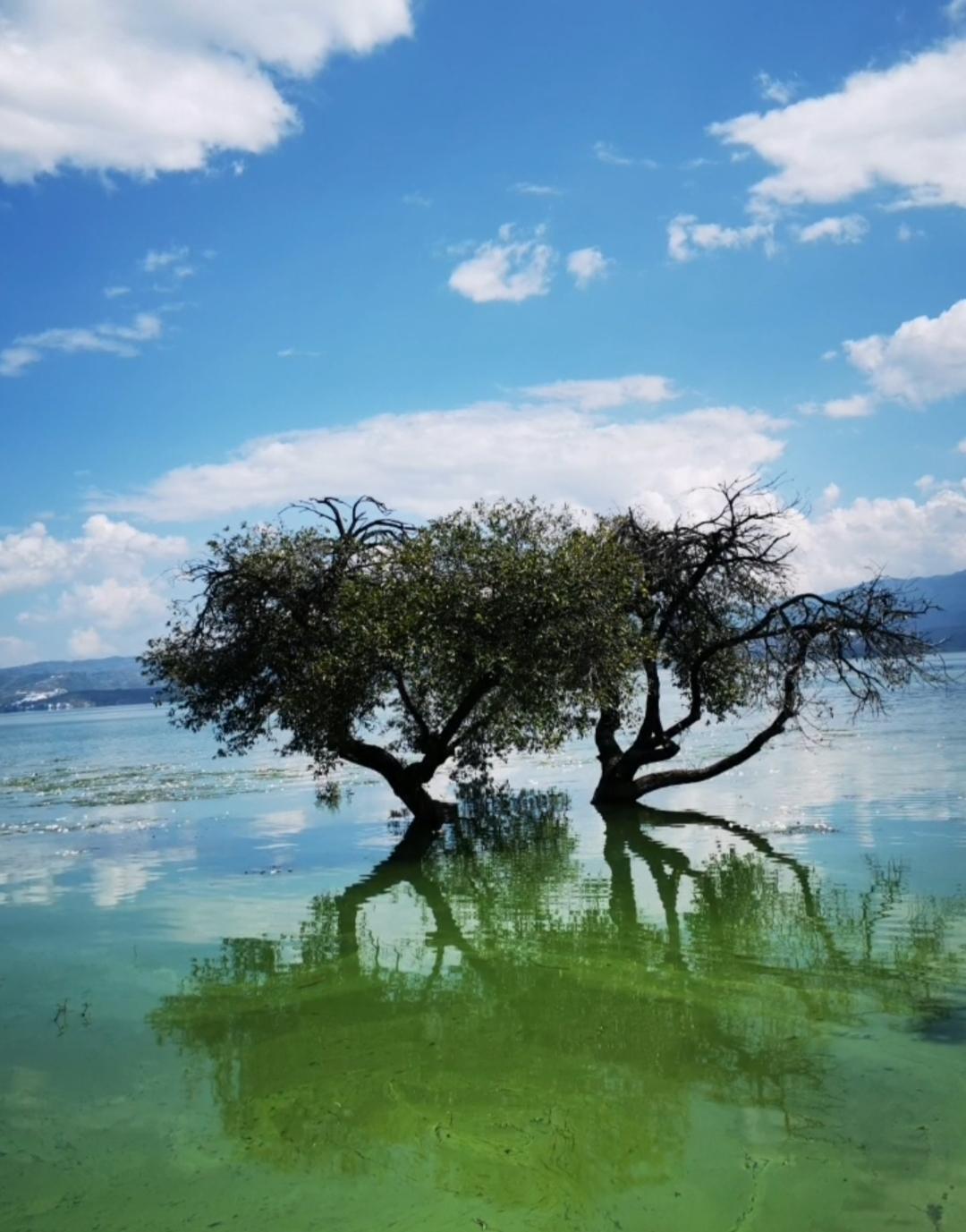 每日洱海
云南大理的风景,你们想去吗?