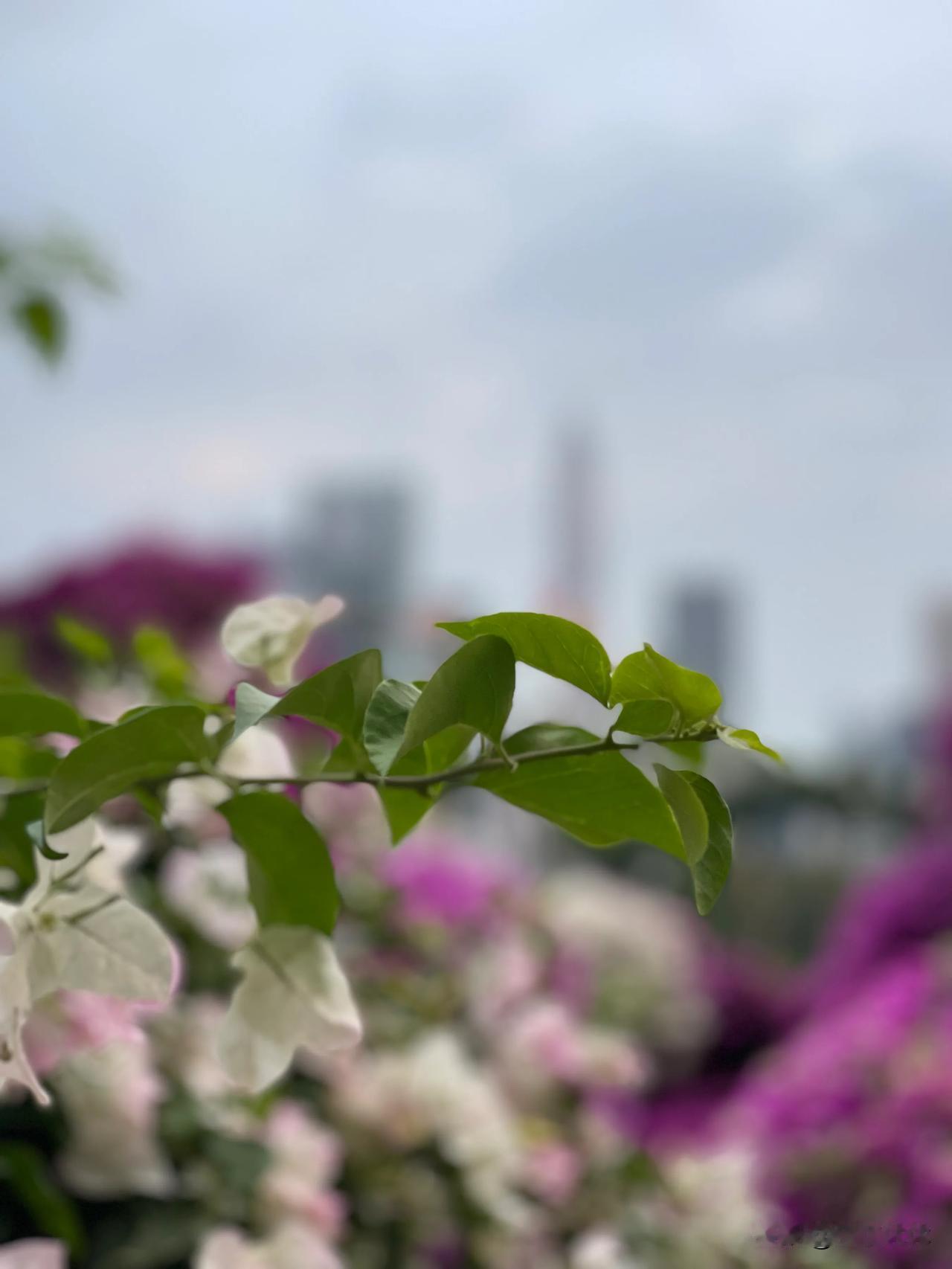 人来世间走一趟是为了什么?完成自己的使命，提升自己的修行。为了完成使命，不得不来