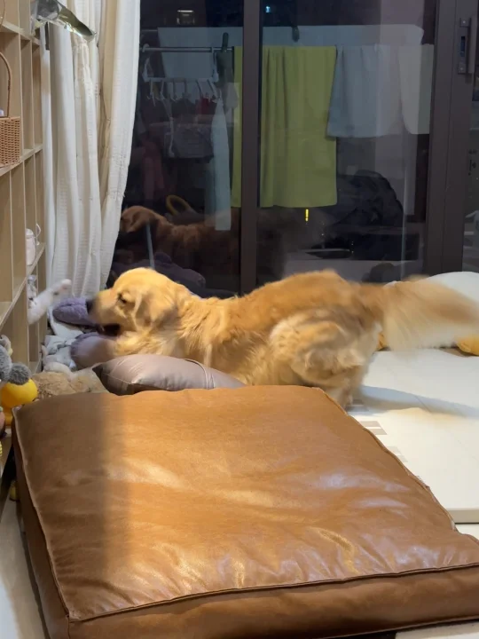 猫狗大战 珍贵实况