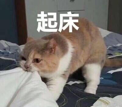 早叭💛 
