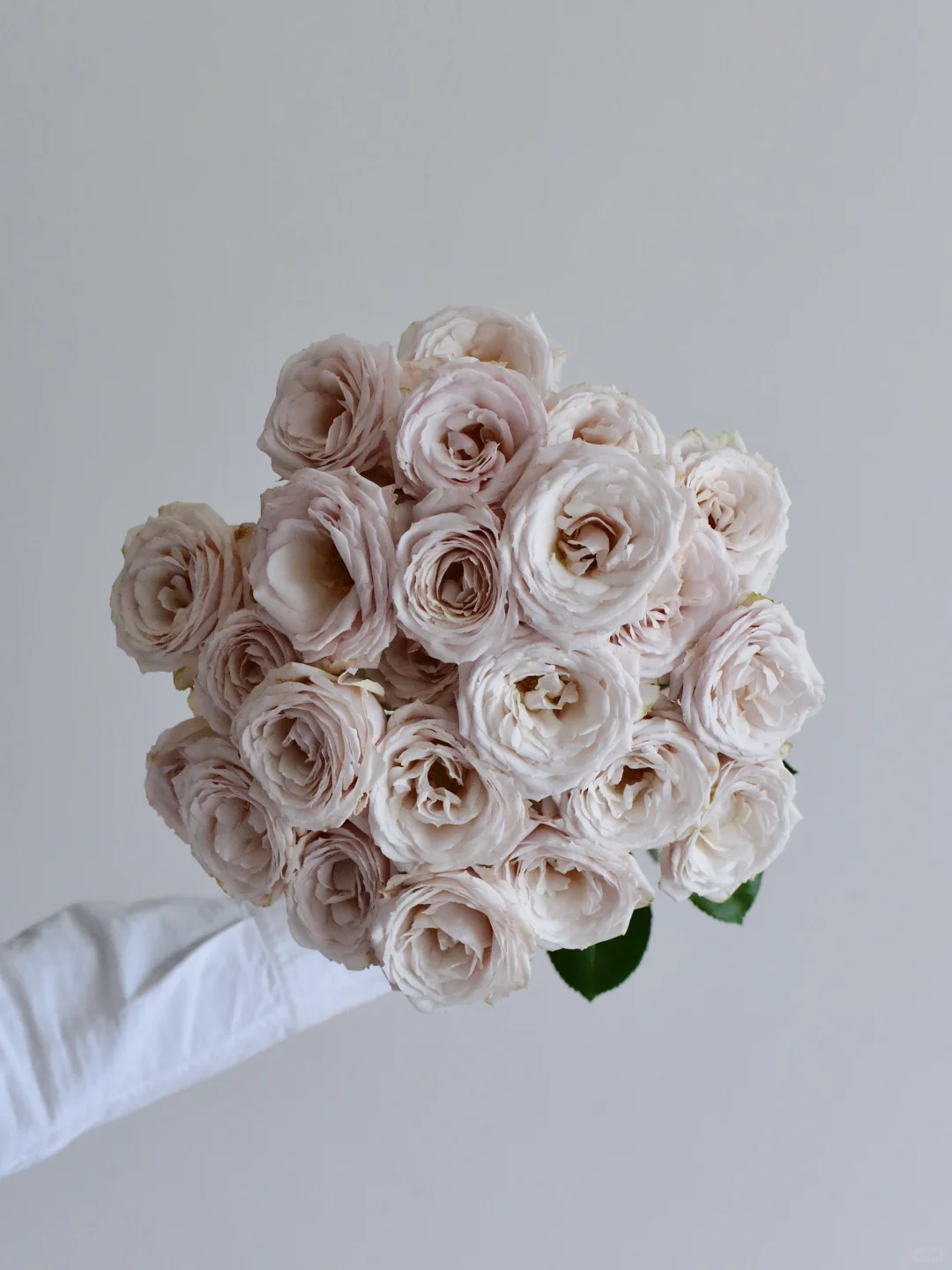 肯玫· Wangari Maathai