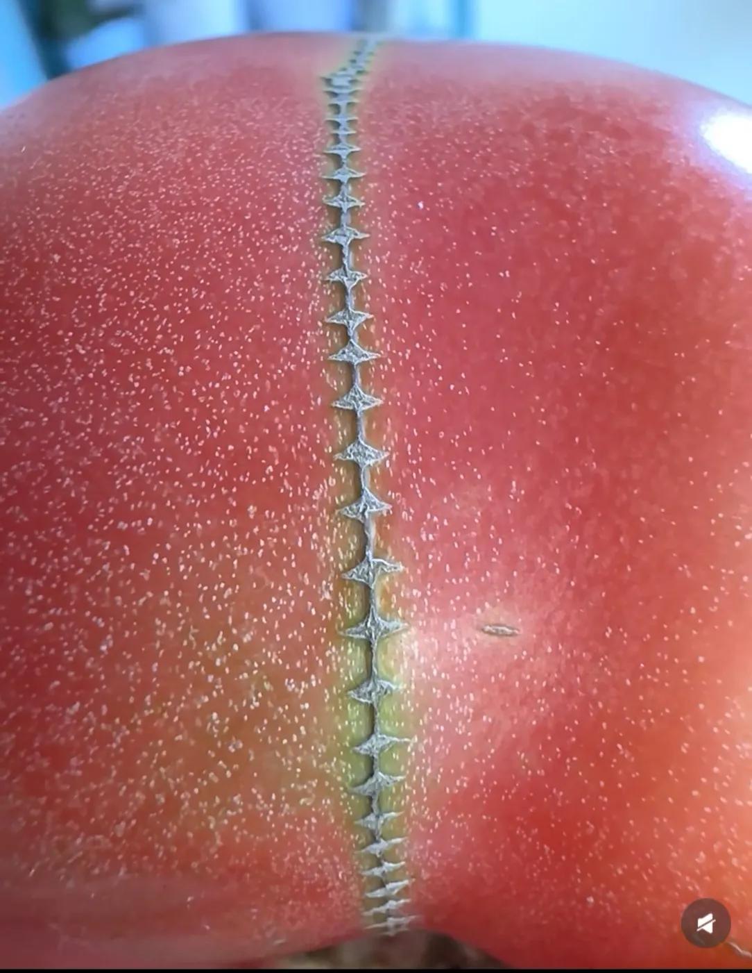 这个西红柿直接给我看破防了！
表皮这一道纹路，跟订书钉缝合的伤口一模一样。
大自