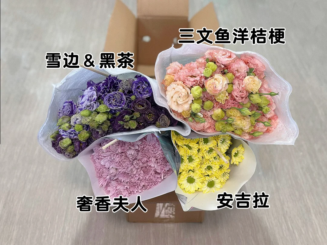 云岭基地洋桔梗&小菊开箱