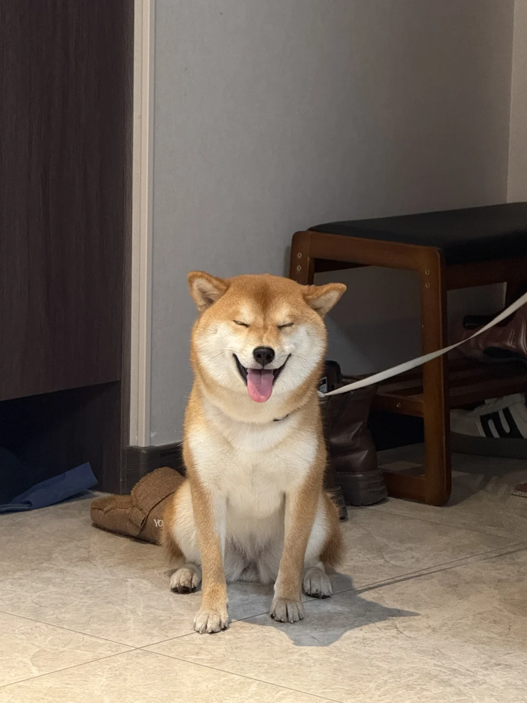 呜呜好可爱 好想养柴犬