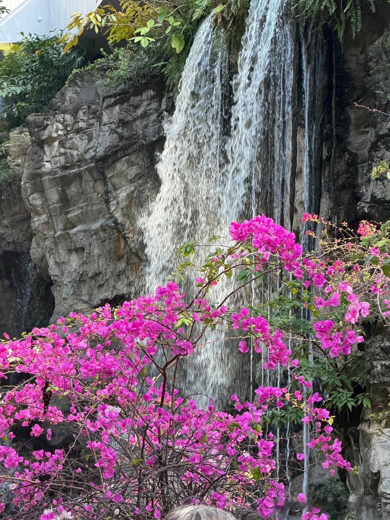 花开不语
自有芬芳
随拍