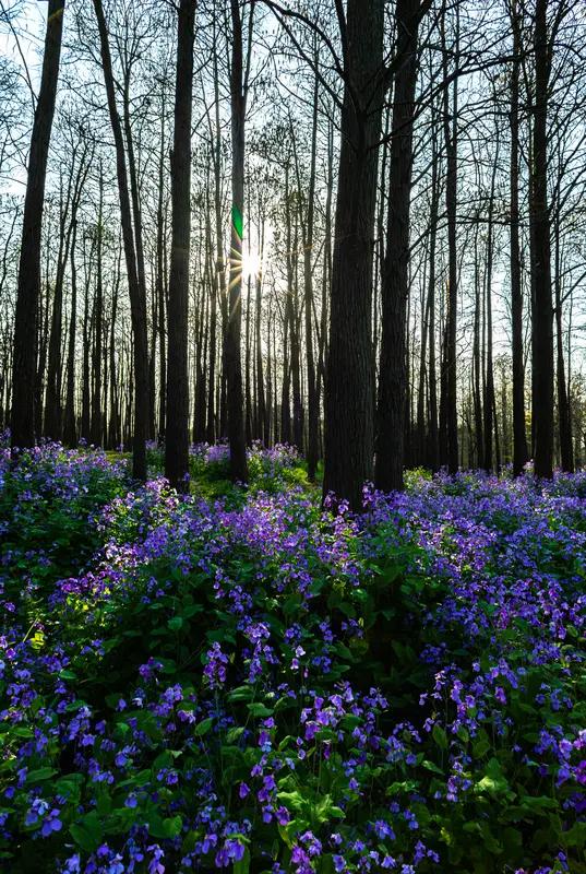 这段话着实太棒啦！二月兰的这份从容着实令人动容。在生活中，我们常常被外界的节奏所