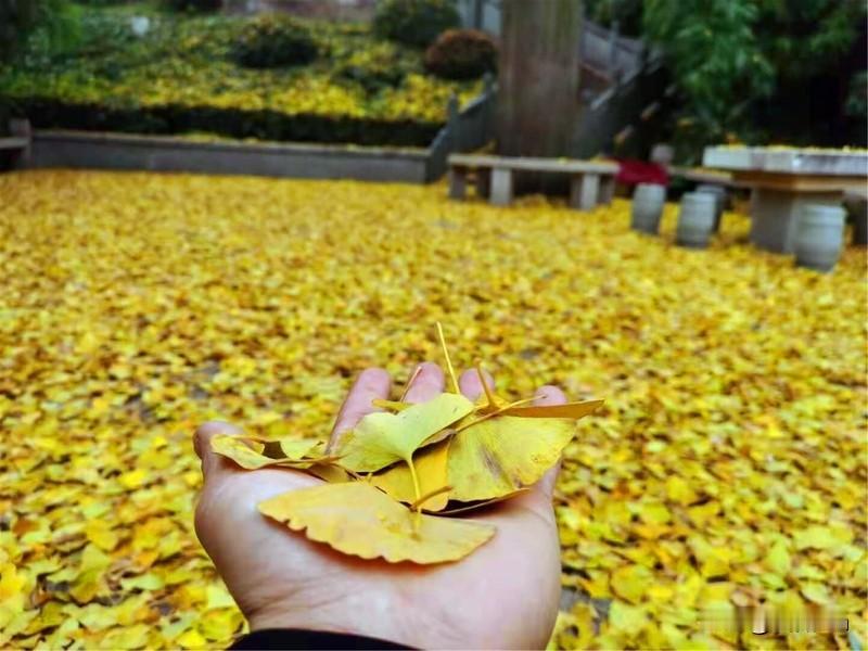 冬日的路边，我捡了一片落叶，上面布满了春天的诺言，经历了夏雨秋风的洗礼，已经变得