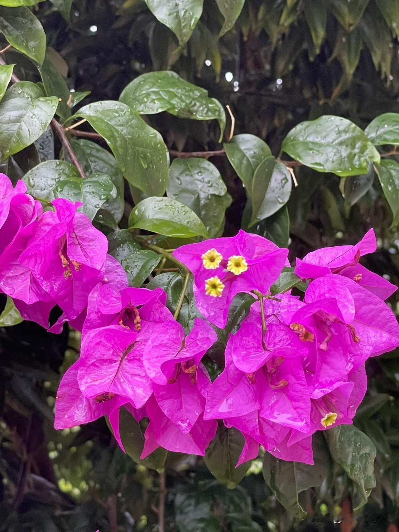 冬日生活打卡季花的魅力真的无法抵挡。尤其是在万物凋零的冬季里，盛开的鲜花给人一种
