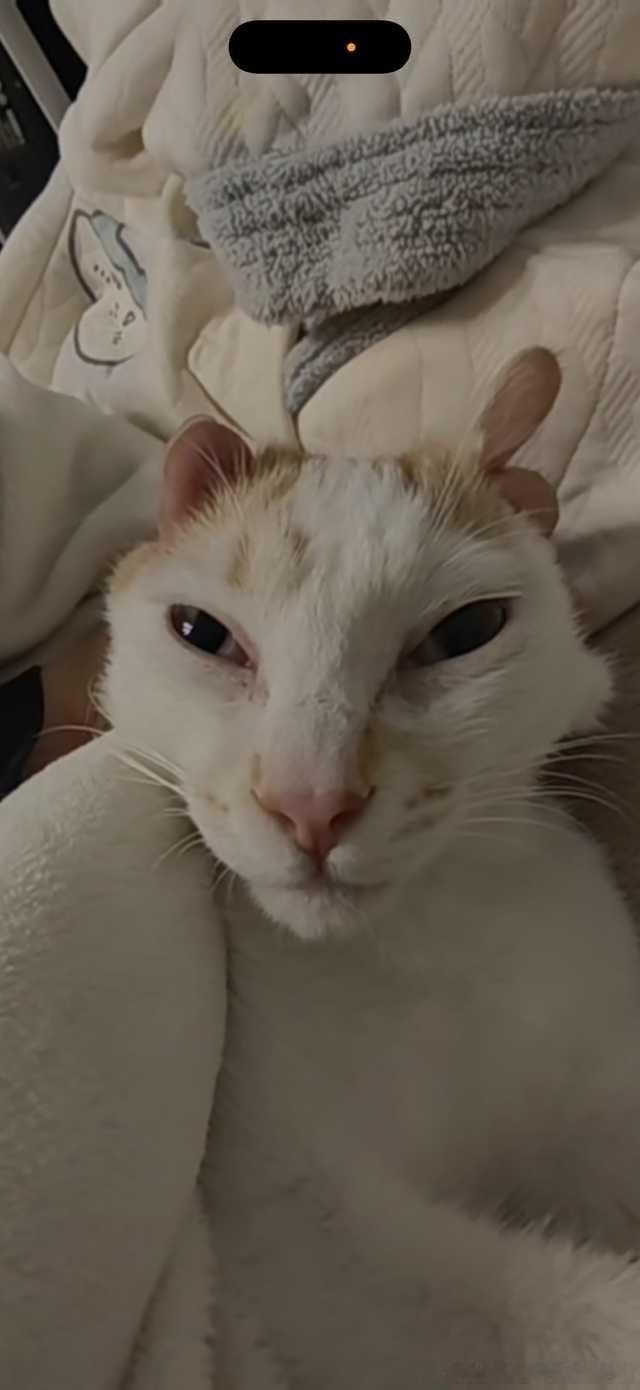 49616【丑猫】小白兔白又白两只耳朵竖起来 