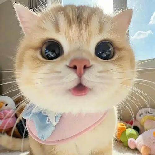 用小猫骗1个赞 