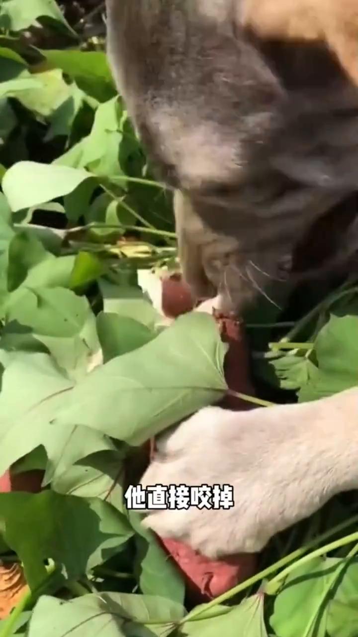 莽子：就乐意吃点水果蔬菜。
就连狗子都知道预制玩意能有现摘的好吃吗？网友养了一只